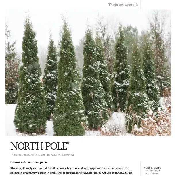 Thuja Occidentalis 'north Pole' - View 40 from www redcrocus com