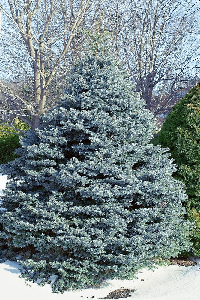 Picea Pungens Fat Albert - View 10 from www redcrocus com