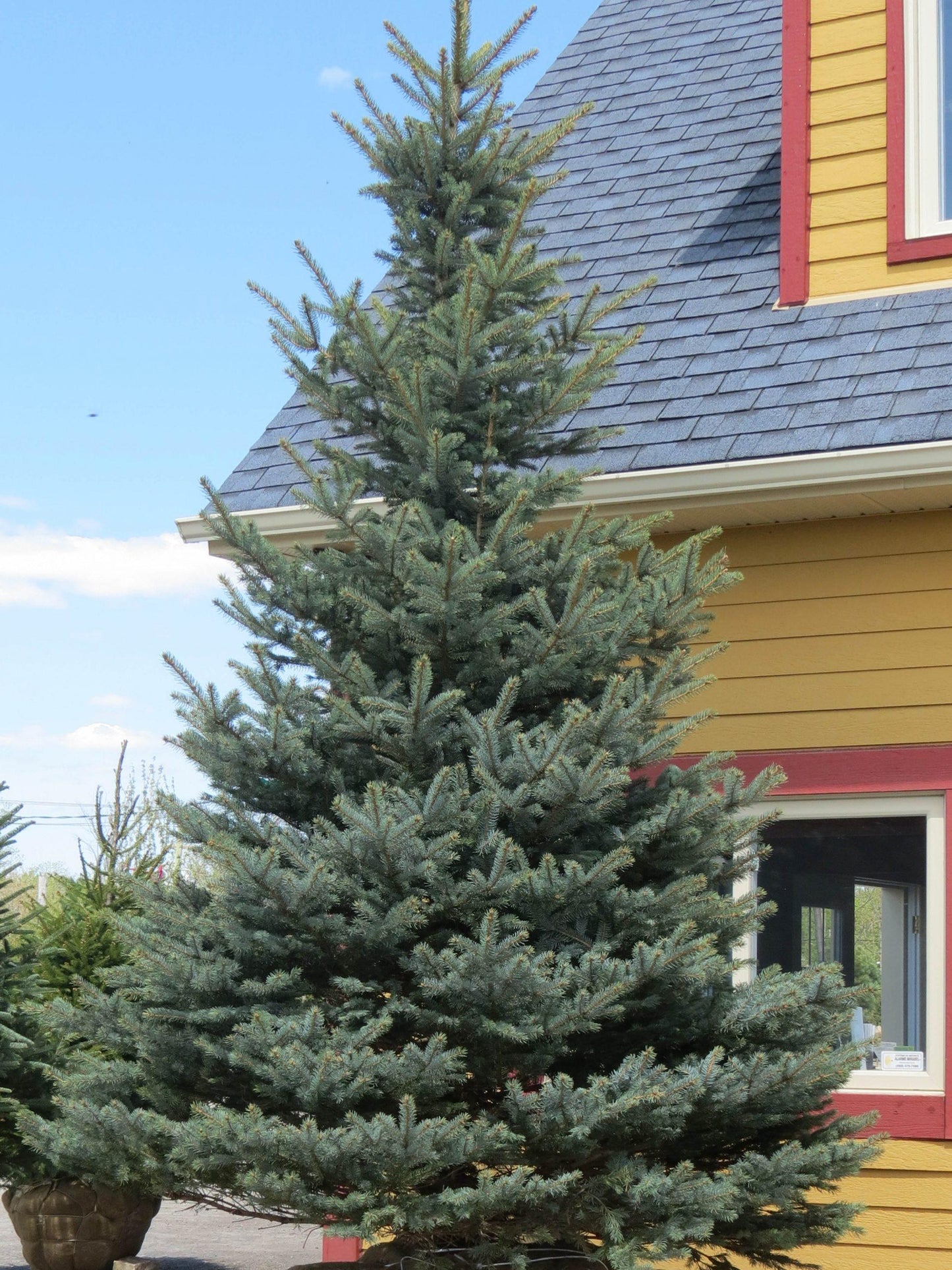 Picea Pungens Fat Albert - View 12 from www redcrocus com