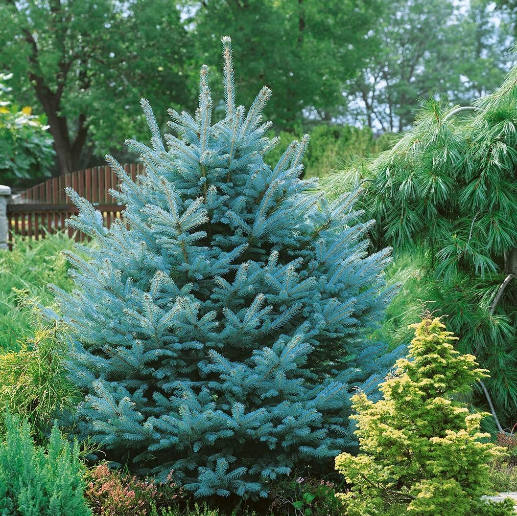 Picea Pungens Fat Albert - View 13 from www redcrocus com