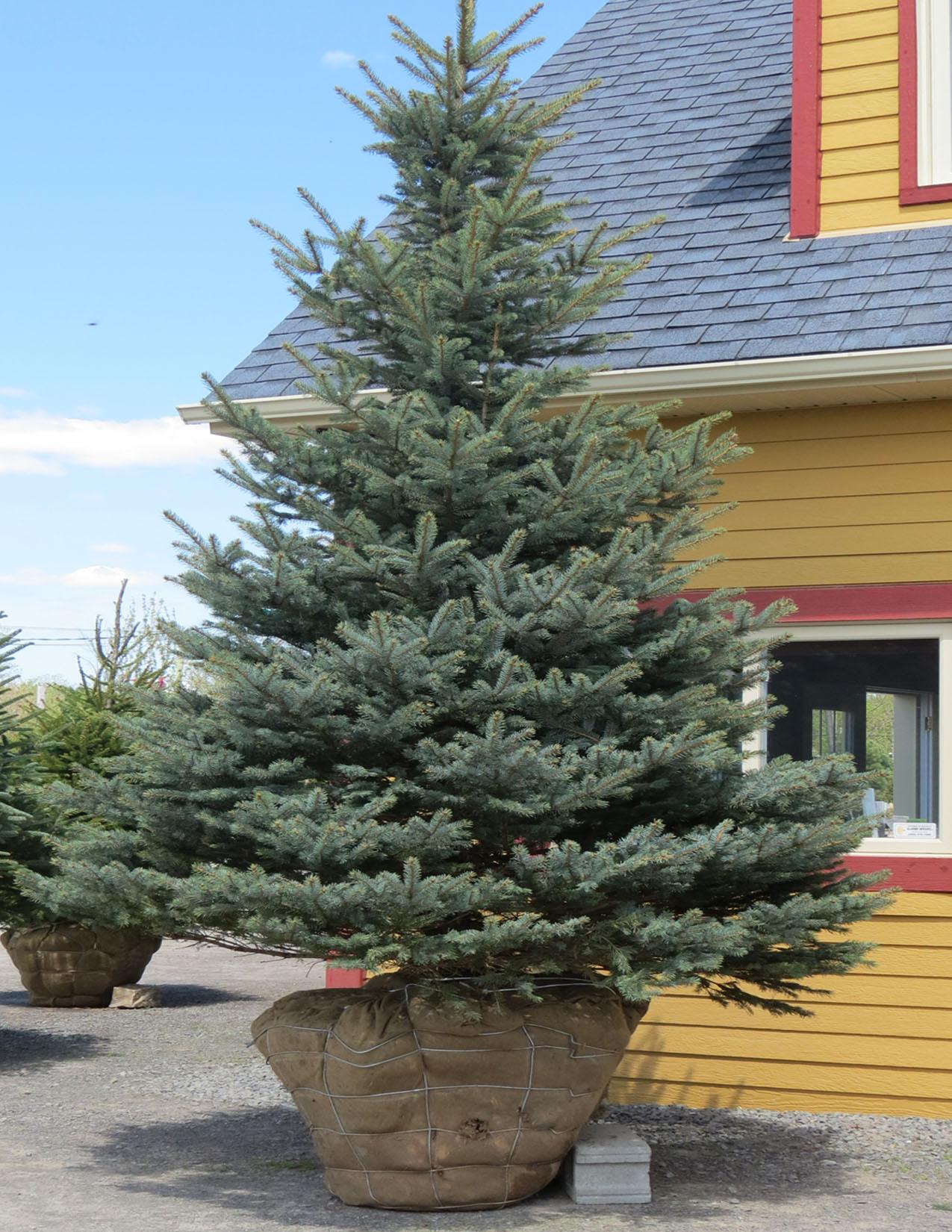 Picea Pungens Fat Albert - View 14 from www redcrocus com