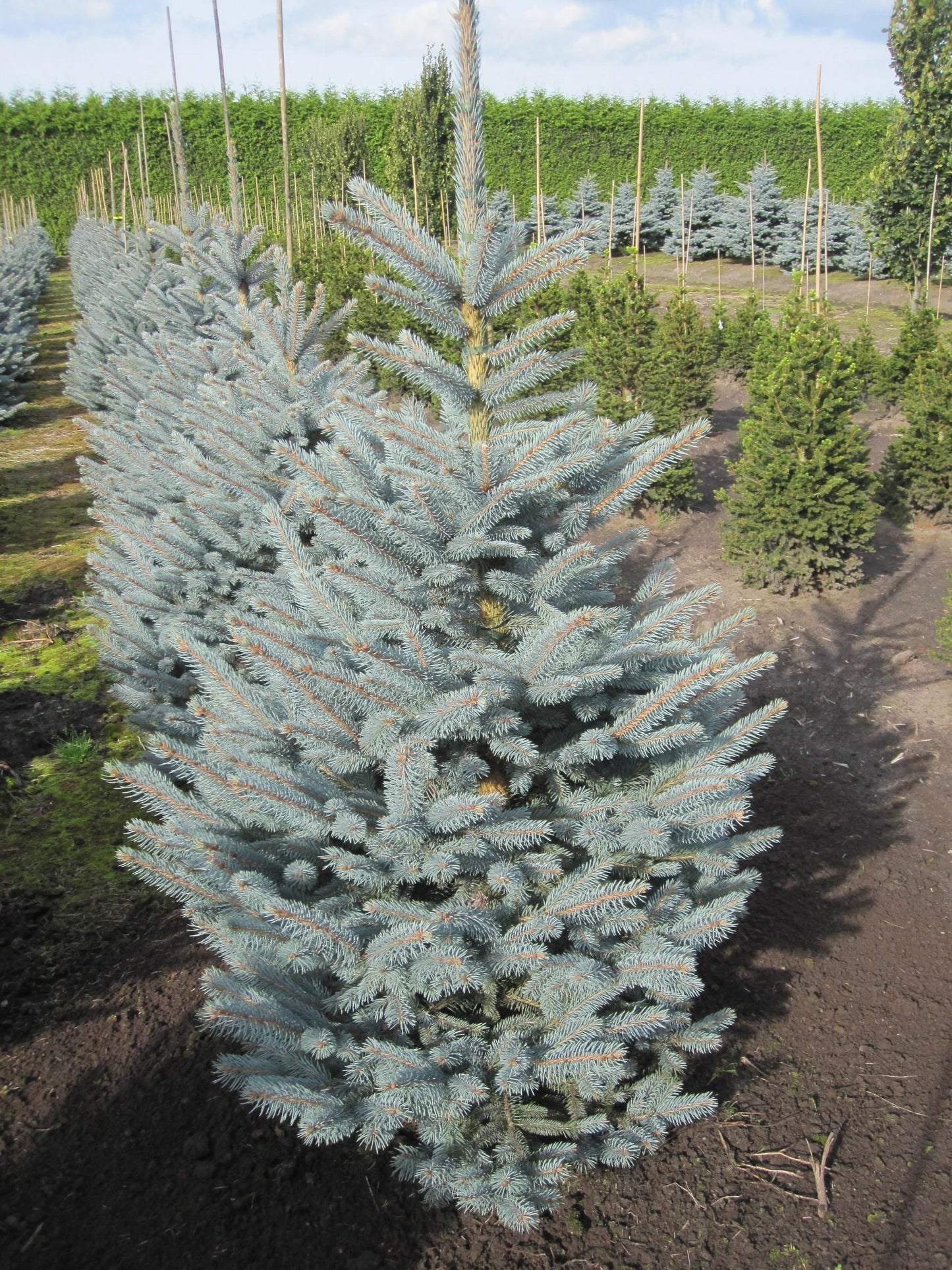 Picea Pungens Fat Albert - View 2 from www redcrocus com