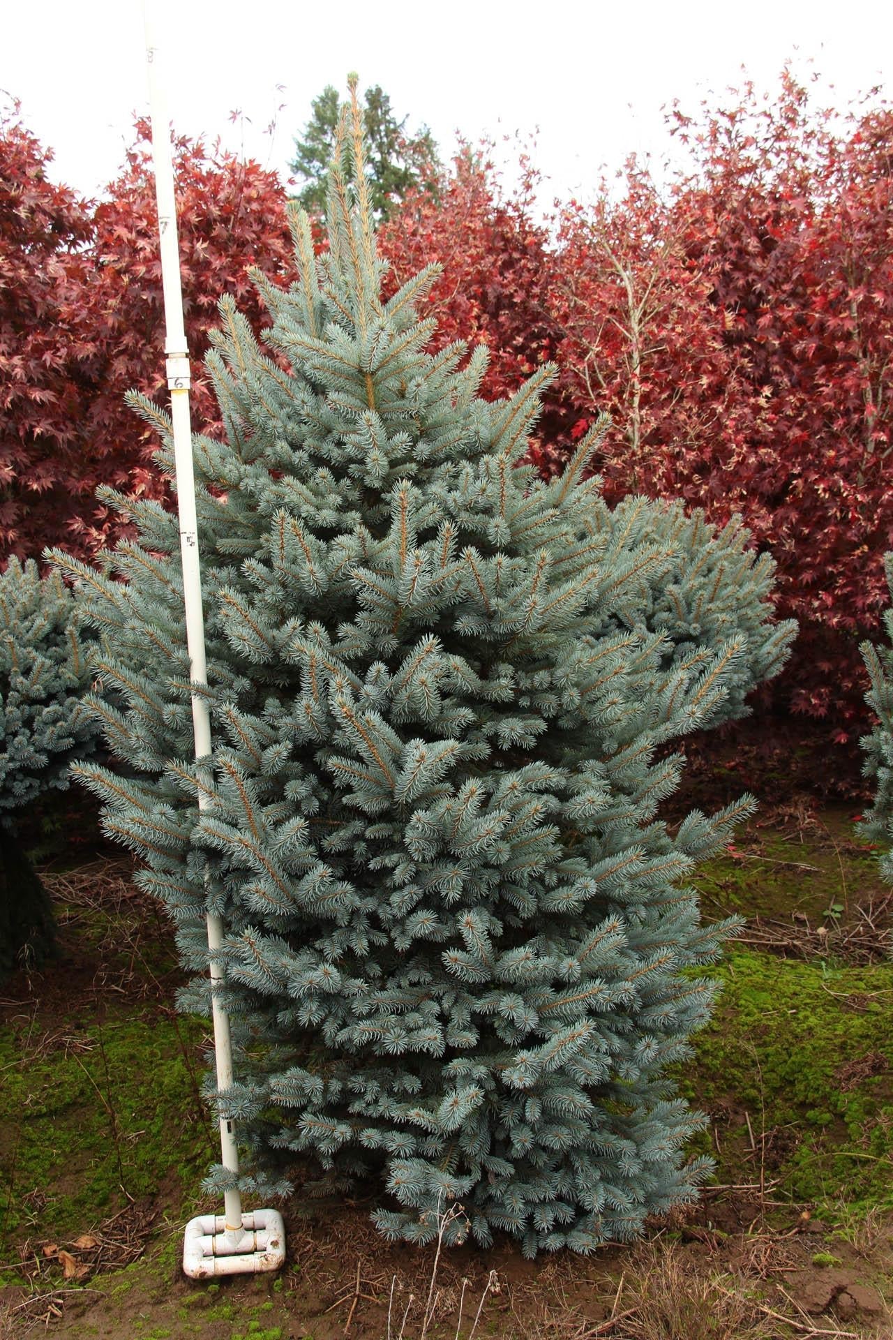 Picea Pungens Fat Albert - View 4 from www redcrocus com