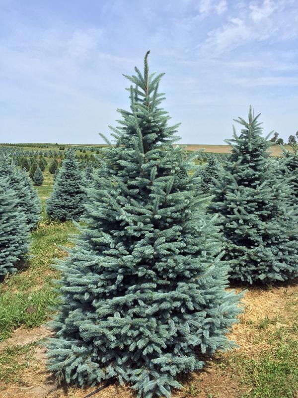 Picea Pungens Fat Albert - View 5 from www redcrocus com