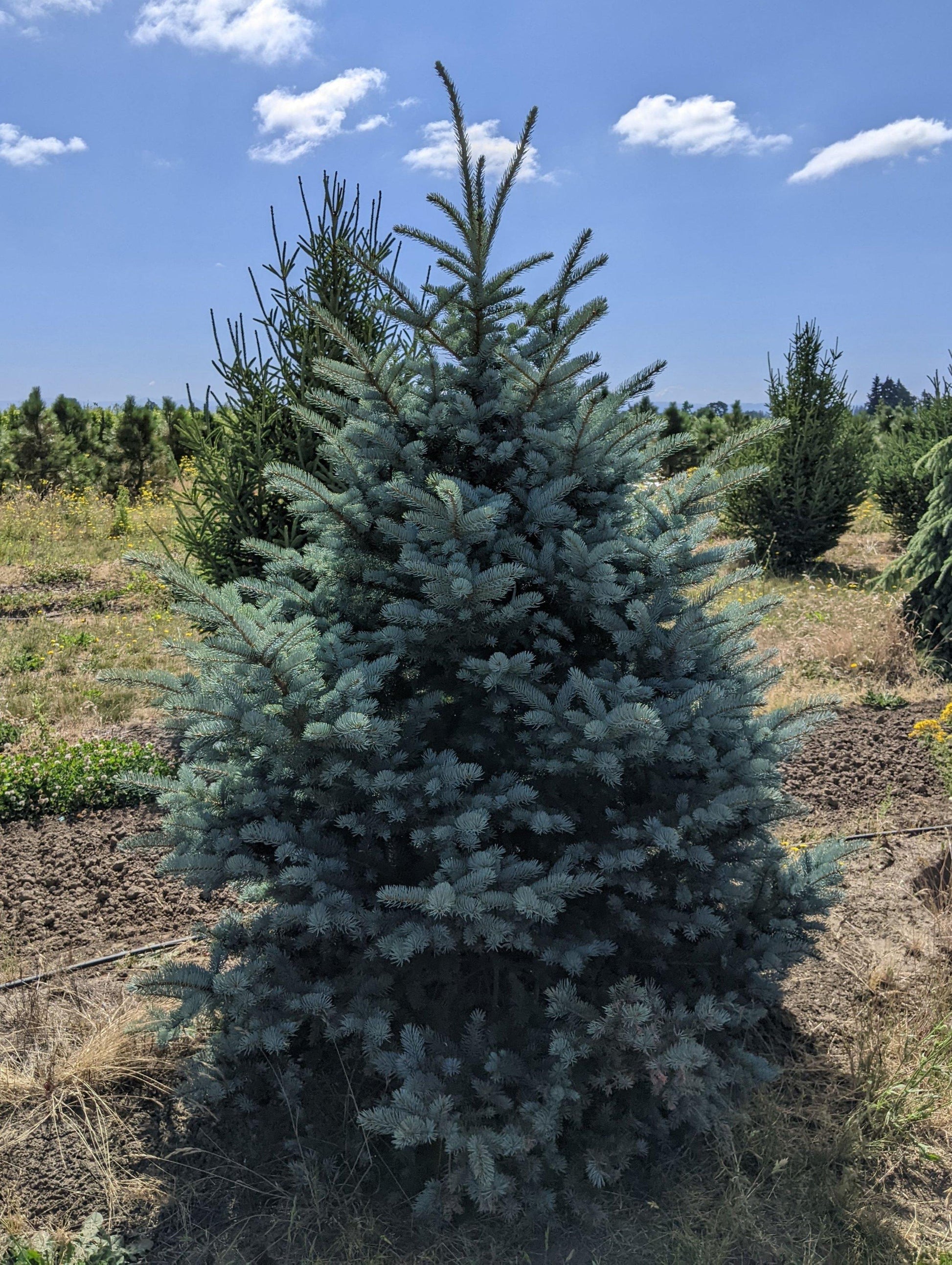 Picea Pungens Fat Albert - View 6 from www redcrocus com
