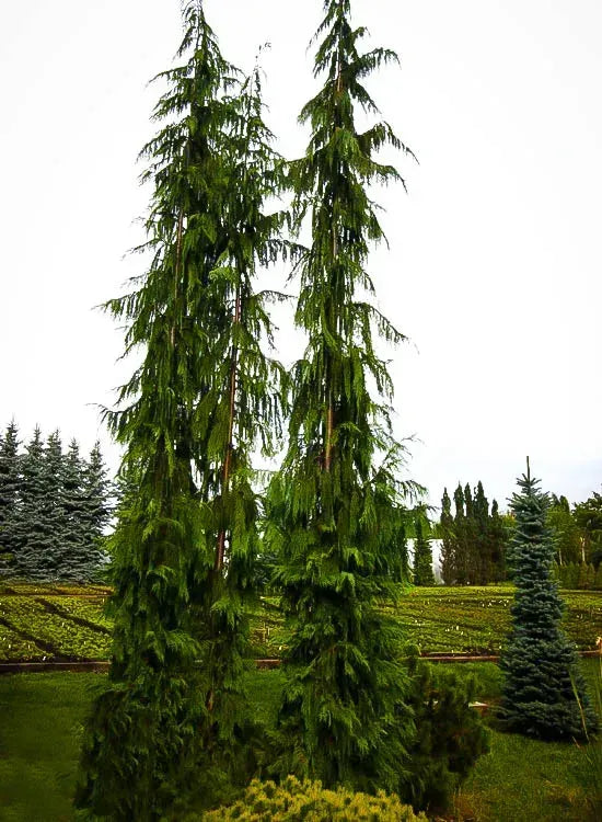 Chamaecyparis Nootkatensis 'green Arrow' - View 13 from www redcrocus com