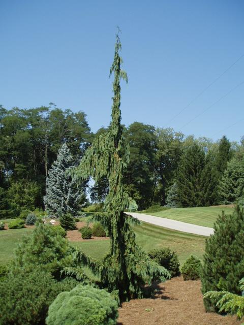 Chamaecyparis Nootkatensis 'green Arrow' - View 17 from www redcrocus com