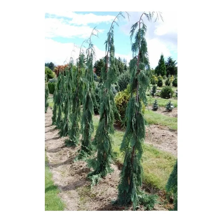 Chamaecyparis Nootkatensis 'green Arrow' - View 19 from www redcrocus com