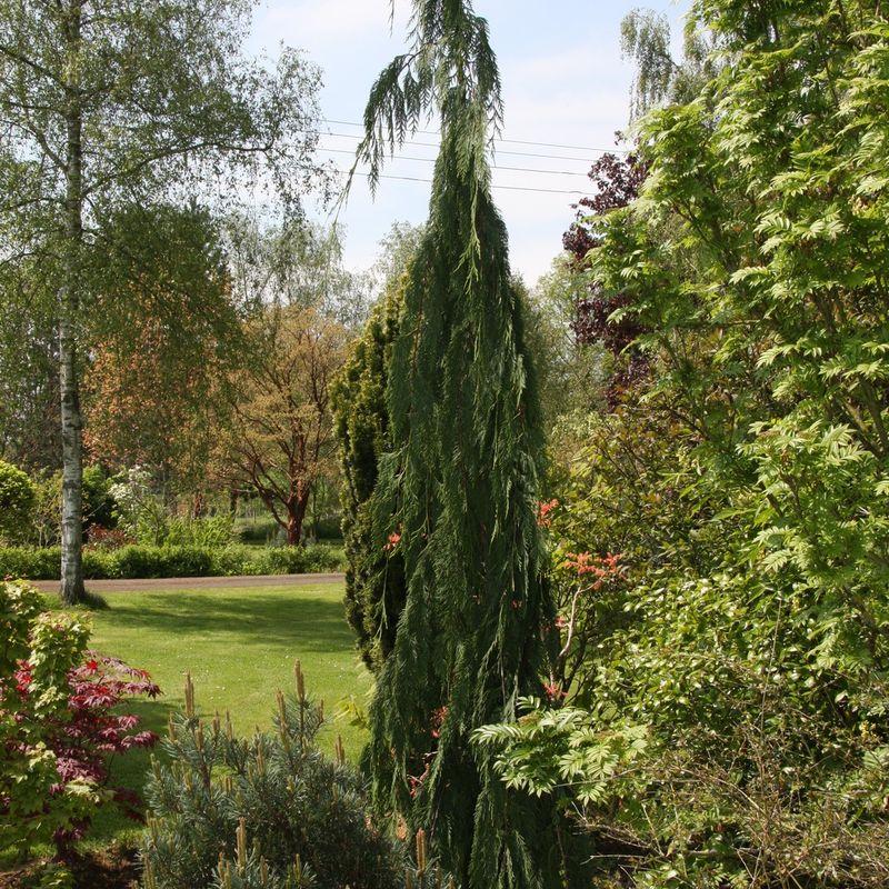 Chamaecyparis Nootkatensis 'green Arrow' - View 20 from www redcrocus com