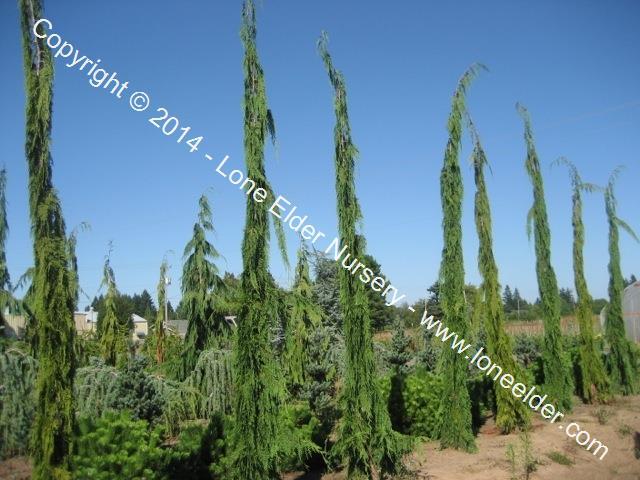 Chamaecyparis Nootkatensis 'green Arrow' - View 22 from www redcrocus com