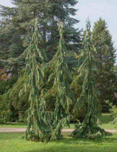Chamaecyparis Nootkatensis 'green Arrow' - View 7 from www redcrocus com