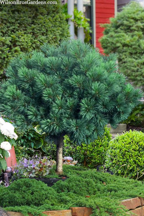 Pinus Strobus 'blue Shag' - View 10 from www redcrocus com