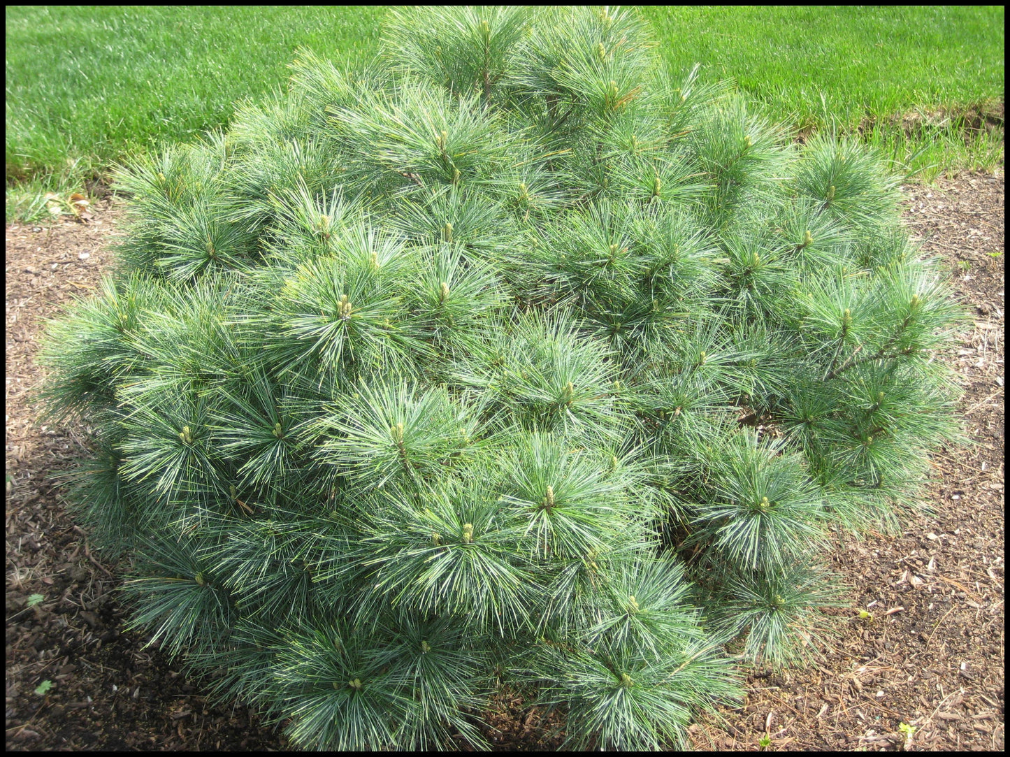 Pinus Strobus 'blue Shag' - View 12 from www redcrocus com