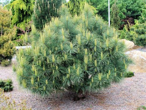 Pinus Strobus 'blue Shag' - View 13 from www redcrocus com