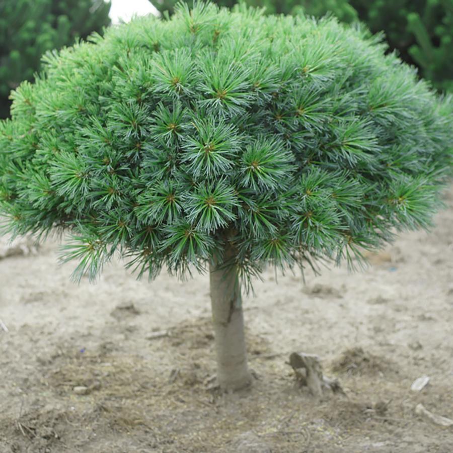 Pinus Strobus 'blue Shag' - View 15 from www redcrocus com