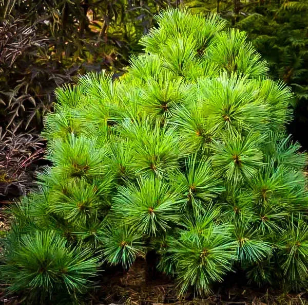 Pinus Strobus 'blue Shag' - View 16 from www redcrocus com