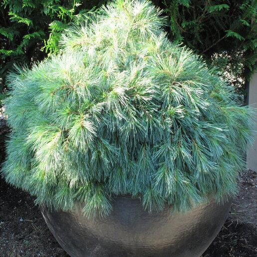 Pinus Strobus 'blue Shag' - View 17 from www redcrocus com