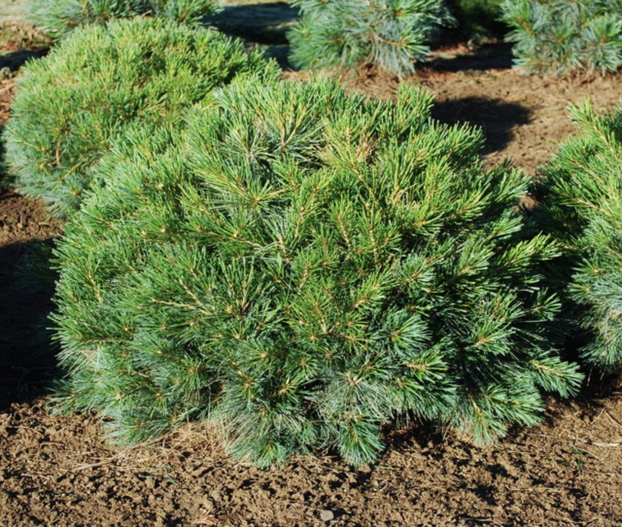 Pinus Strobus 'blue Shag' - View 18 from www redcrocus com