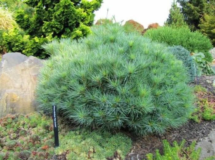 Pinus Strobus 'blue Shag' - View 20 from www redcrocus com