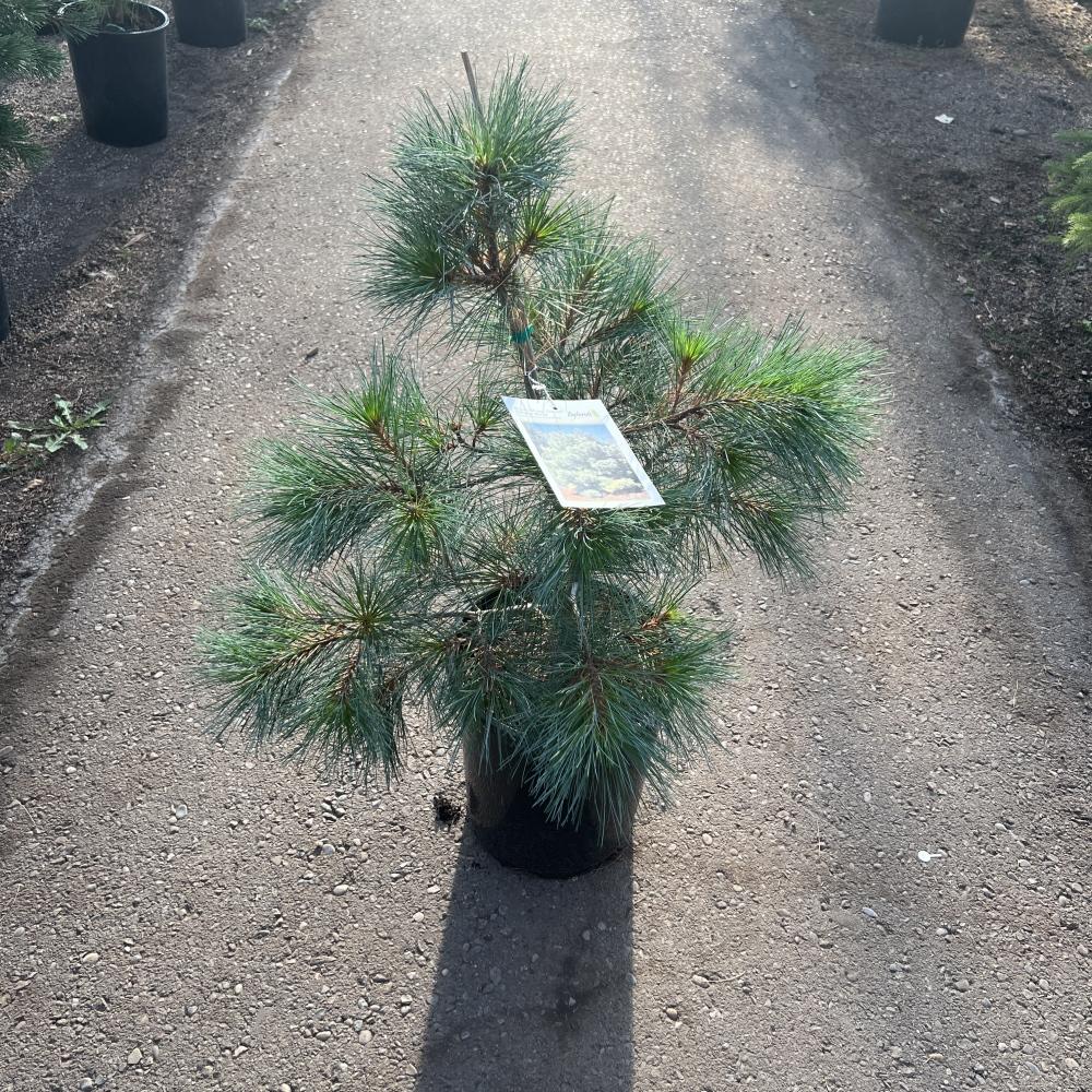 Pinus Strobus 'blue Shag' - View 21 from www redcrocus com