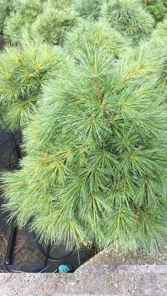 Pinus Strobus 'blue Shag' - View 22 from www redcrocus com