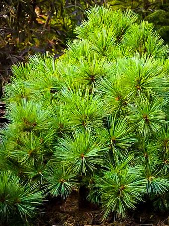 Pinus Strobus 'blue Shag' - View 23 from www redcrocus com