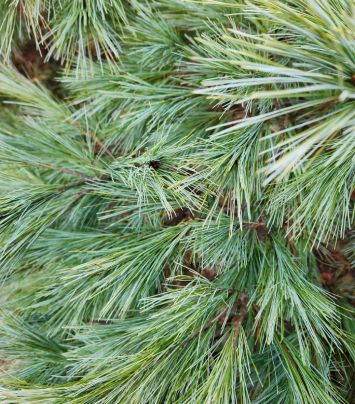 Pinus Strobus 'blue Shag' - View 24 from www redcrocus com