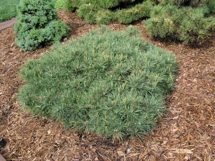 Pinus Strobus 'blue Shag' - View 26 from www redcrocus com
