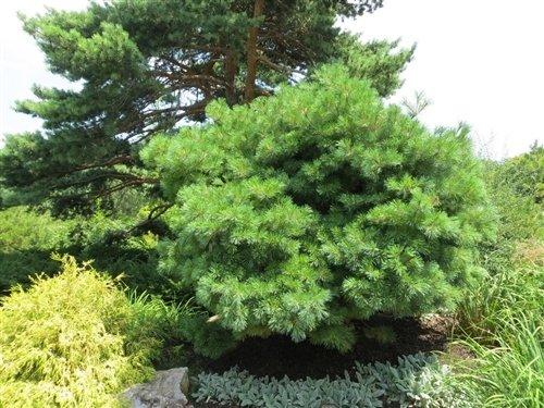 Pinus Strobus 'blue Shag' - View 27 from www redcrocus com