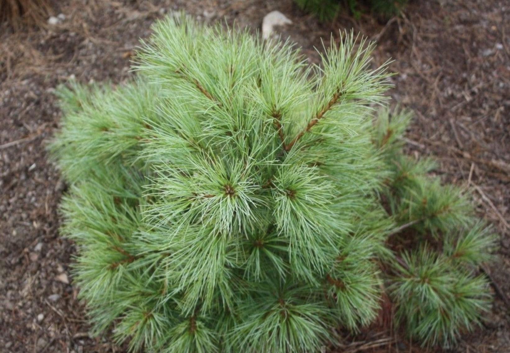 Pinus Strobus 'blue Shag' - View 29 from www redcrocus com