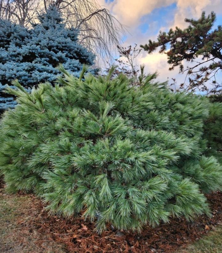 Pinus Strobus 'blue Shag' - View 2 from www redcrocus com
