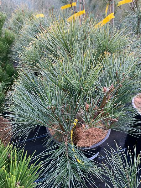Pinus Strobus 'blue Shag' - View 30 from www redcrocus com