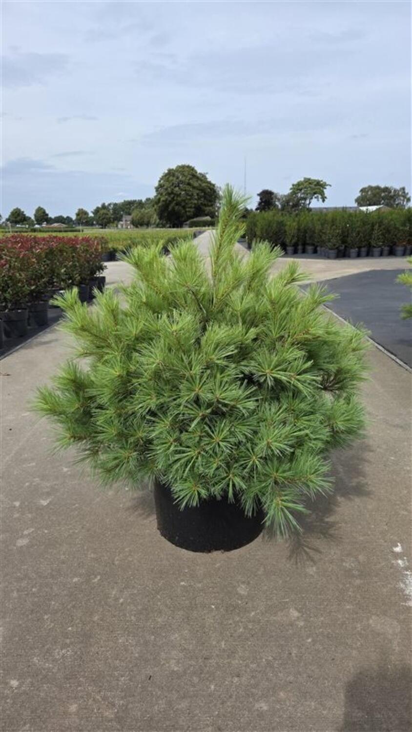 Pinus Strobus 'blue Shag' - View 31 from www redcrocus com