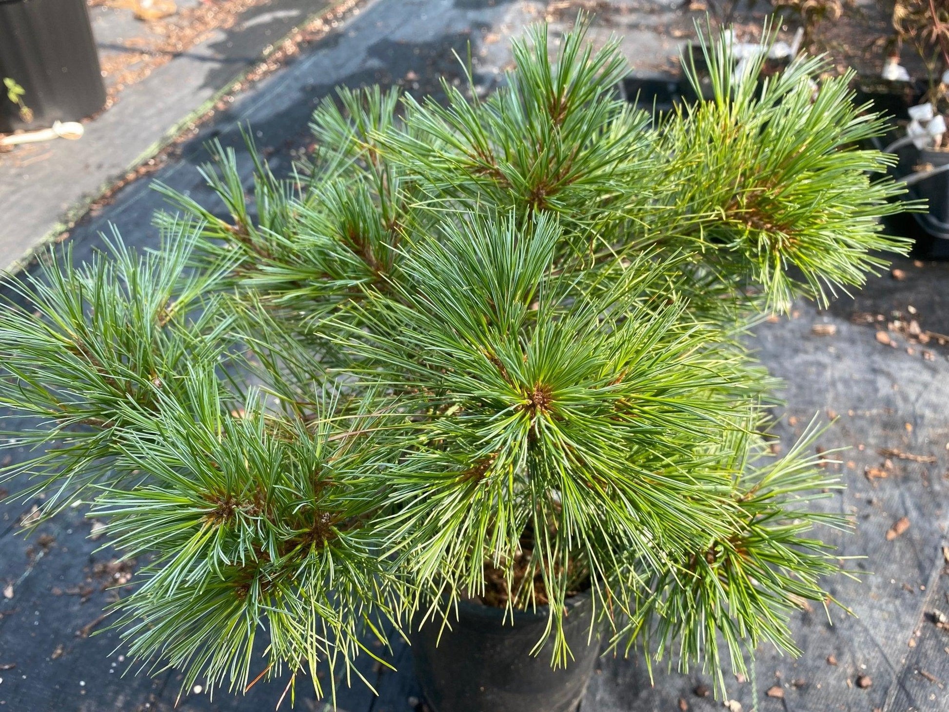 Pinus Strobus 'blue Shag' - View 32 from www redcrocus com