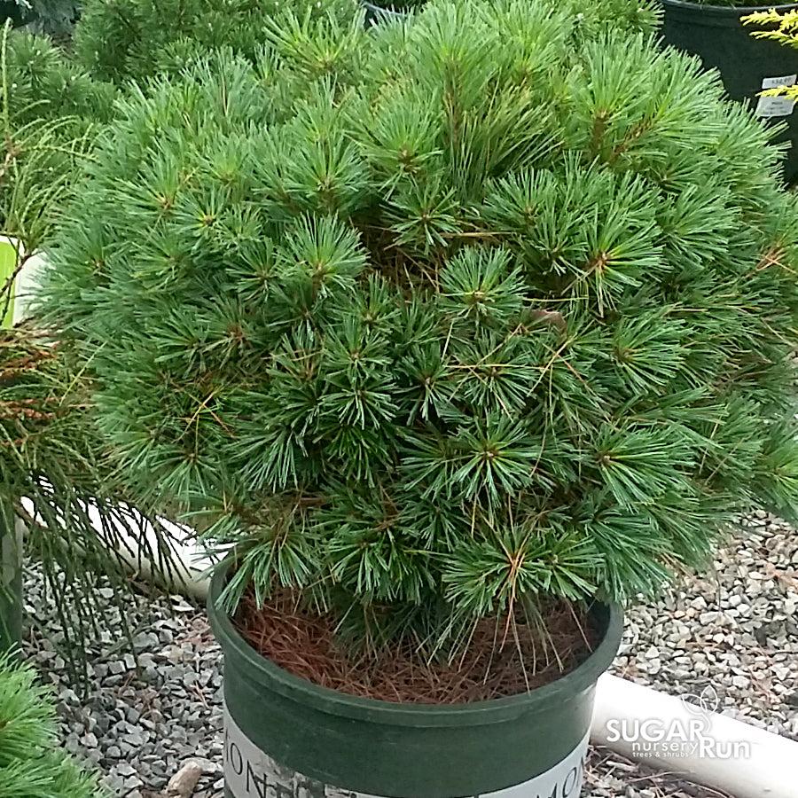 Pinus Strobus 'blue Shag' - View 33 from www redcrocus com