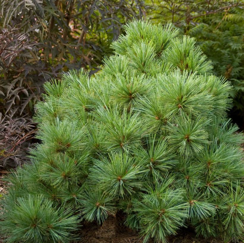 Pinus Strobus 'blue Shag' - View 34 from www redcrocus com
