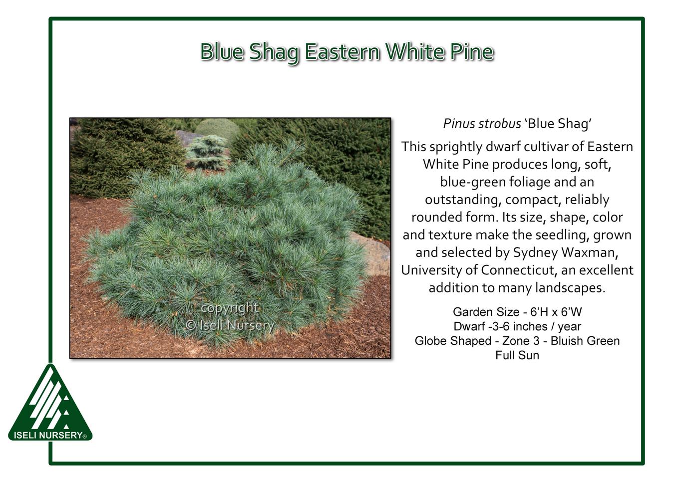 Pinus Strobus 'blue Shag' - View 3 from www redcrocus com