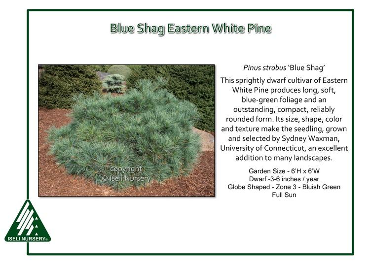 Pinus Strobus 'blue Shag' - View 4 from www redcrocus com
