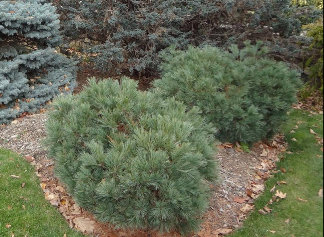 Pinus Strobus 'blue Shag' - View 5 from www redcrocus com