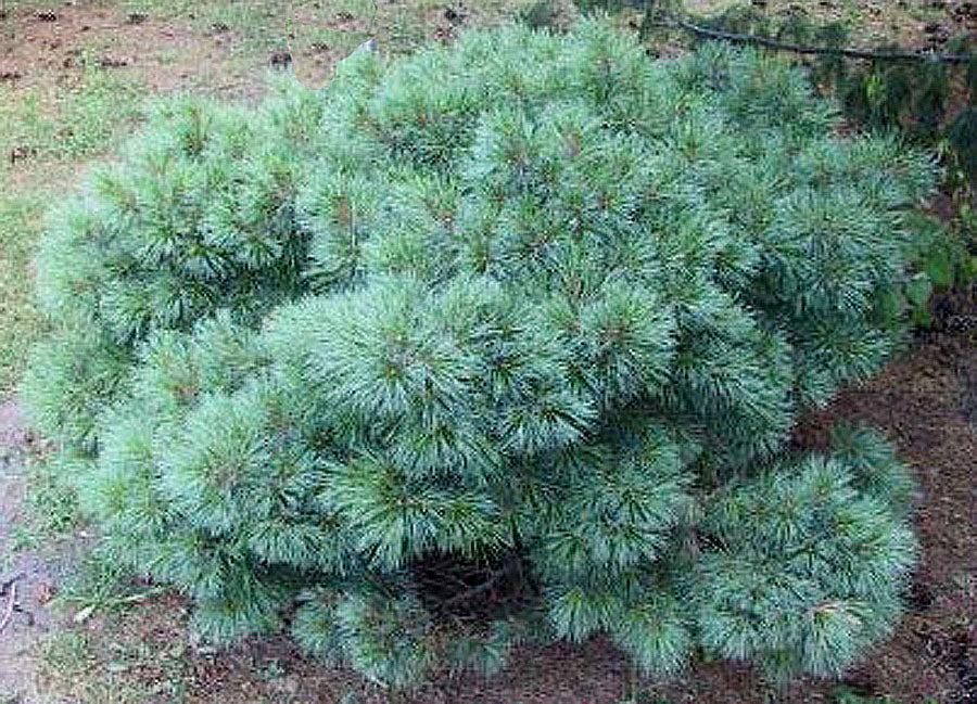 Pinus Strobus 'blue Shag' - View 7 from www redcrocus com