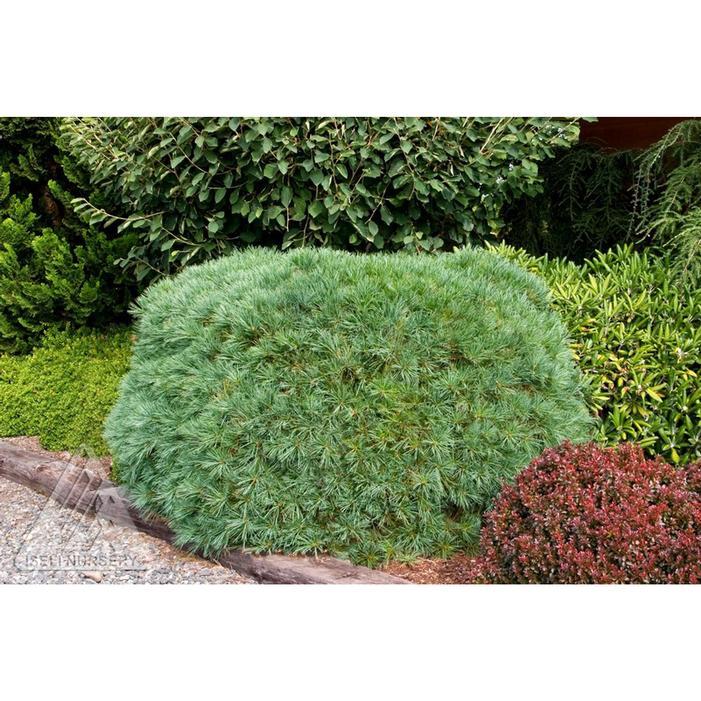 Pinus Strobus 'blue Shag' - View 8 from www redcrocus com