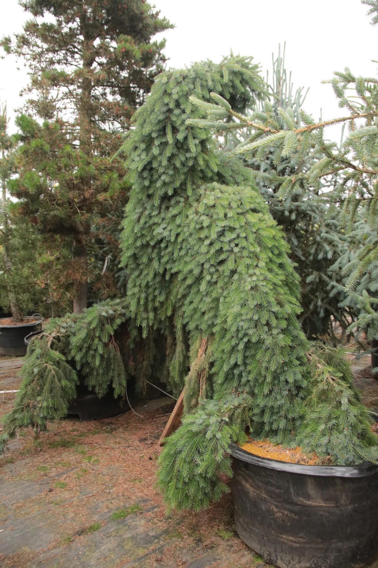 Picea Omorika 'pendula Bruns' - View 10 from www redcrocus com