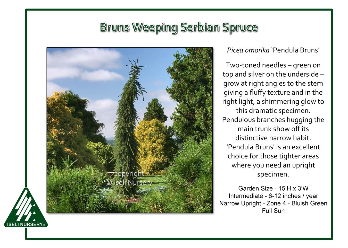 Picea Omorika 'pendula Bruns' - View 13 from www redcrocus com
