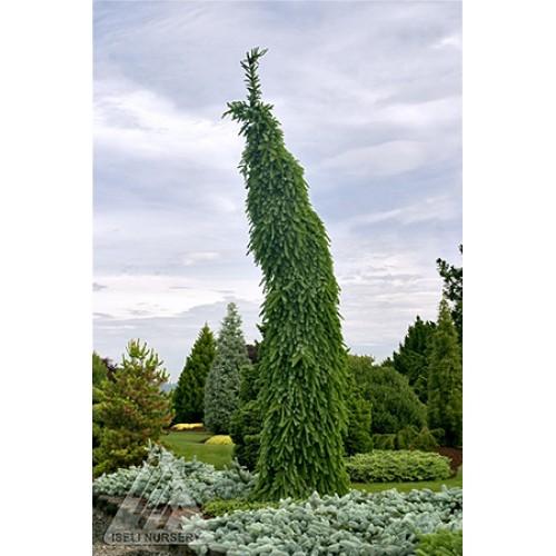 Picea Omorika 'pendula Bruns' - View 15 from www redcrocus com