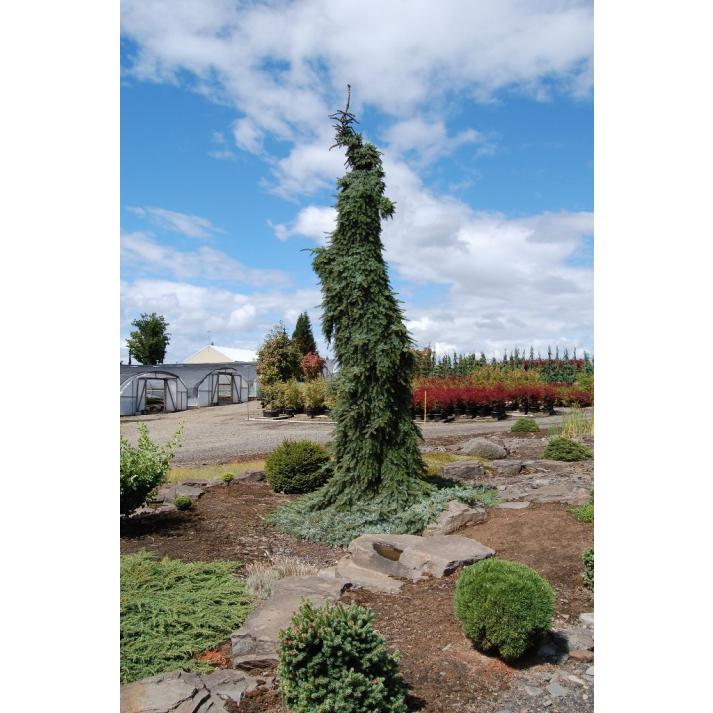 Picea Omorika 'pendula Bruns' - View 17 from www redcrocus com