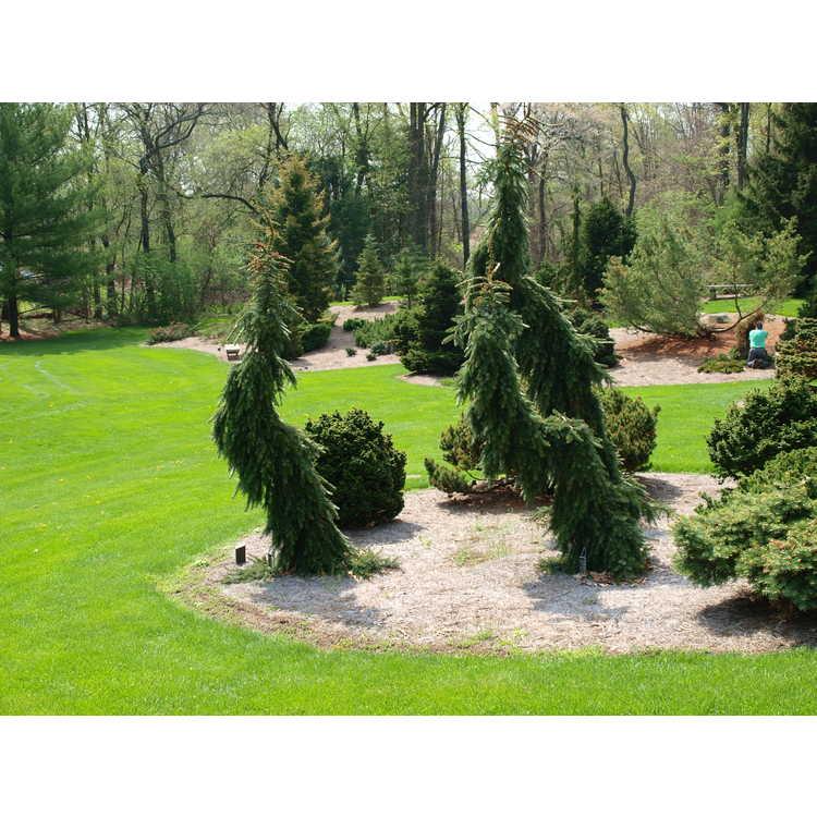 Picea Omorika 'pendula Bruns' - View 22 from www redcrocus com