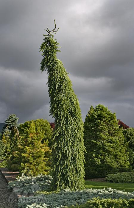 Picea Omorika 'pendula Bruns' - View 25 from www redcrocus com