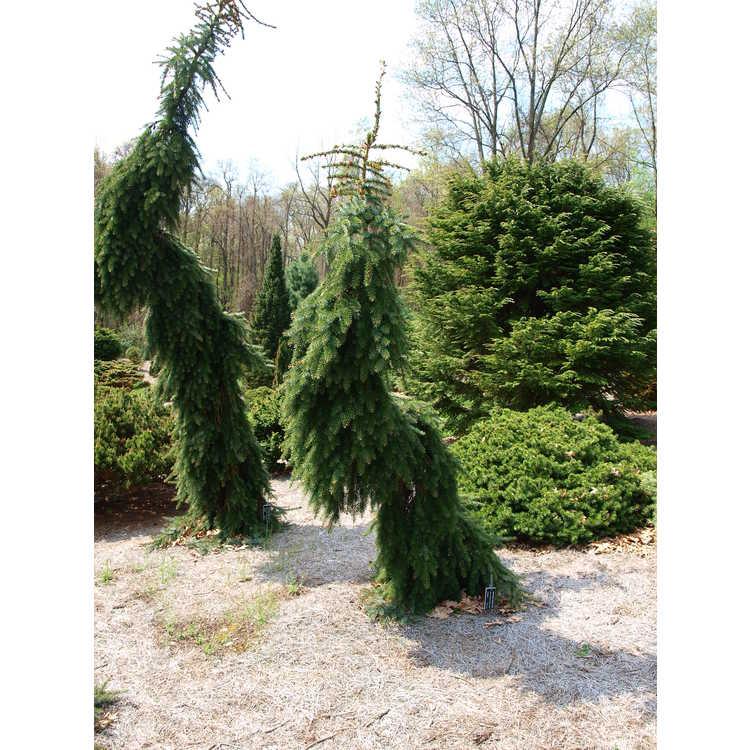 Picea Omorika 'pendula Bruns' - View 26 from www redcrocus com
