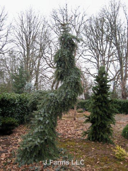 Picea Omorika 'pendula Bruns' - View 28 from www redcrocus com