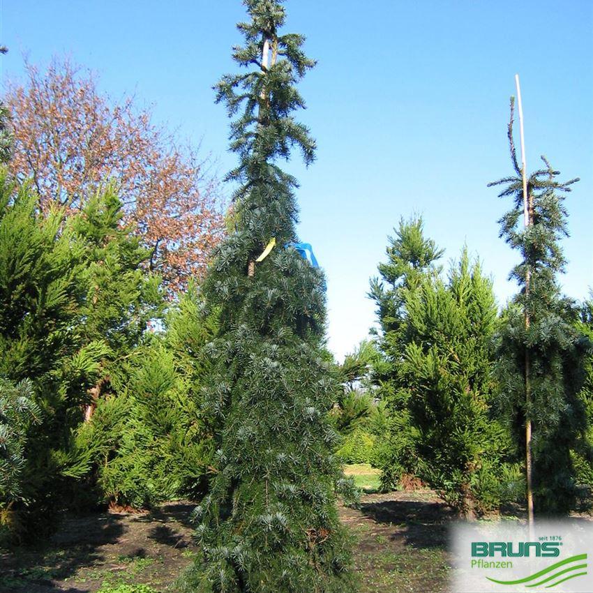 Picea Omorika 'pendula Bruns' - View 29 from www redcrocus com